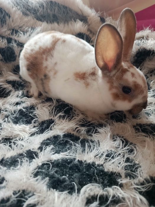 Mini rexy króliki hipoalergiczne