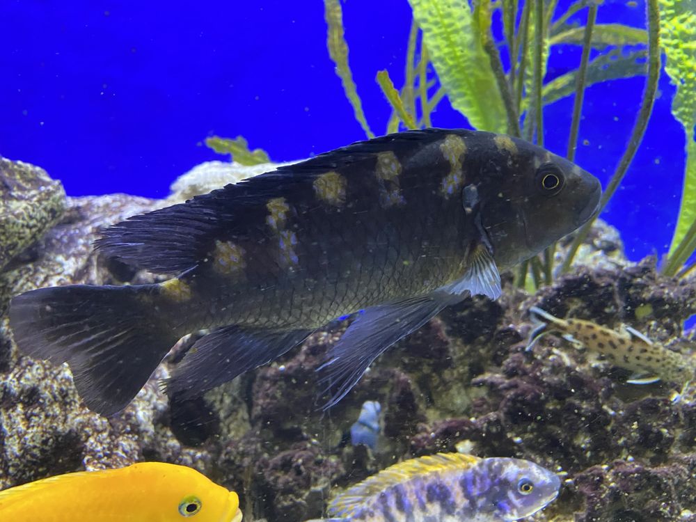 Malawi -Pyszczak szerszen ,Pseudotropheeus  crabro