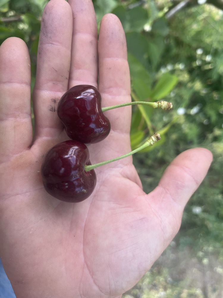 Cereja se resende