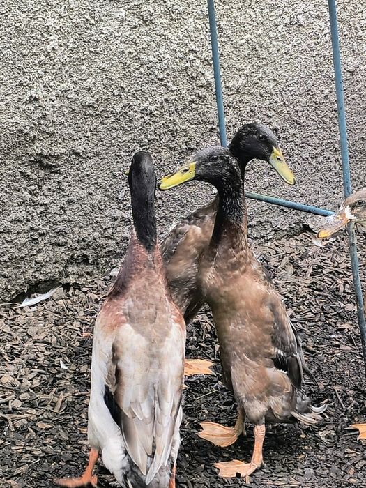 Biegus indyjski, kaczory