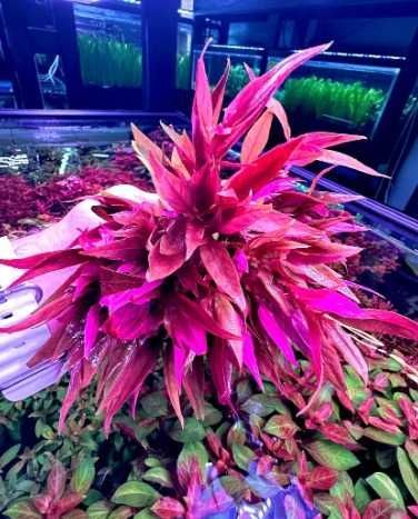 Alternanthera Reineckii - 'Roseafolia' ou 'Pink'