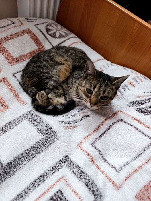 Маленька кішечка шукає родину