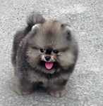 Mały miś pomeranian mini