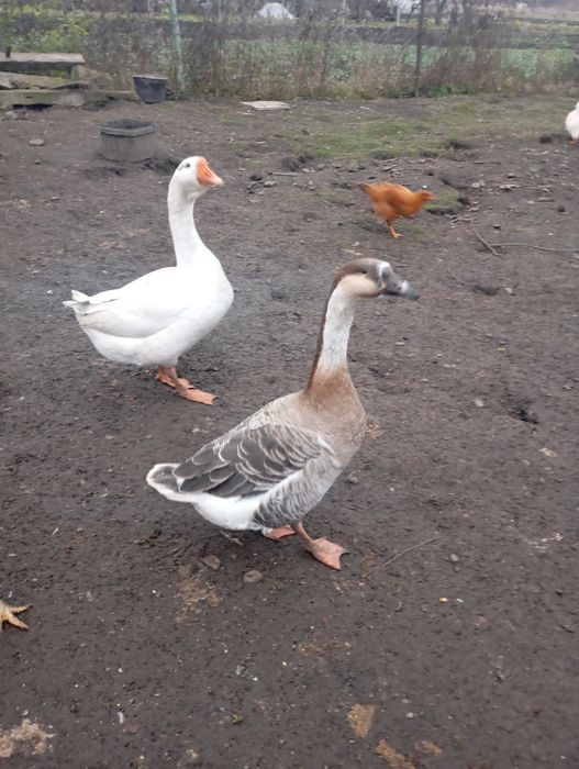 Продаю пару гусей