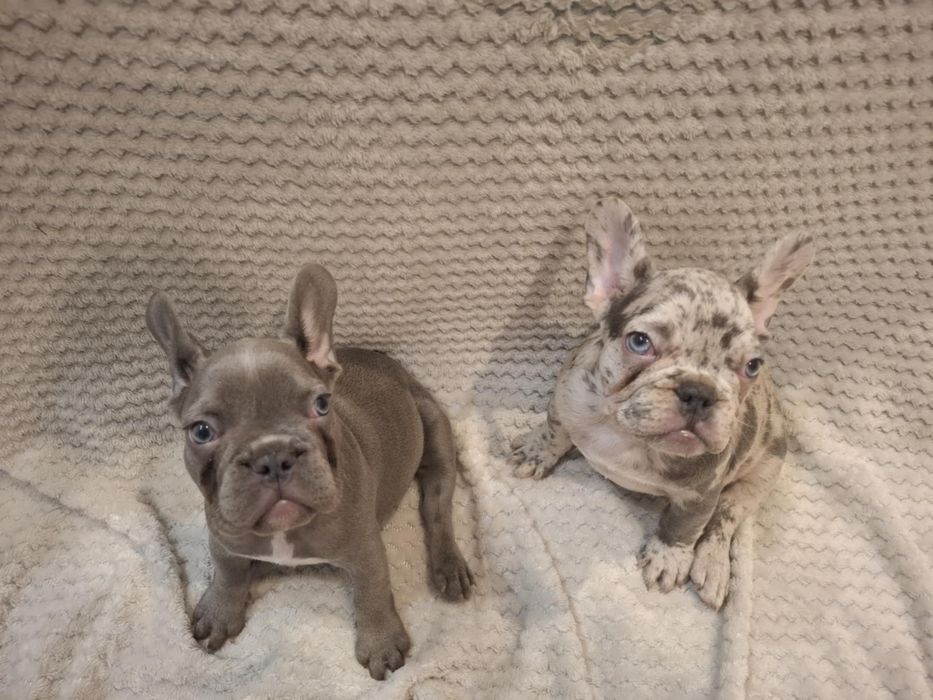 Suczka buldog francuski lilac blue, niebieska
