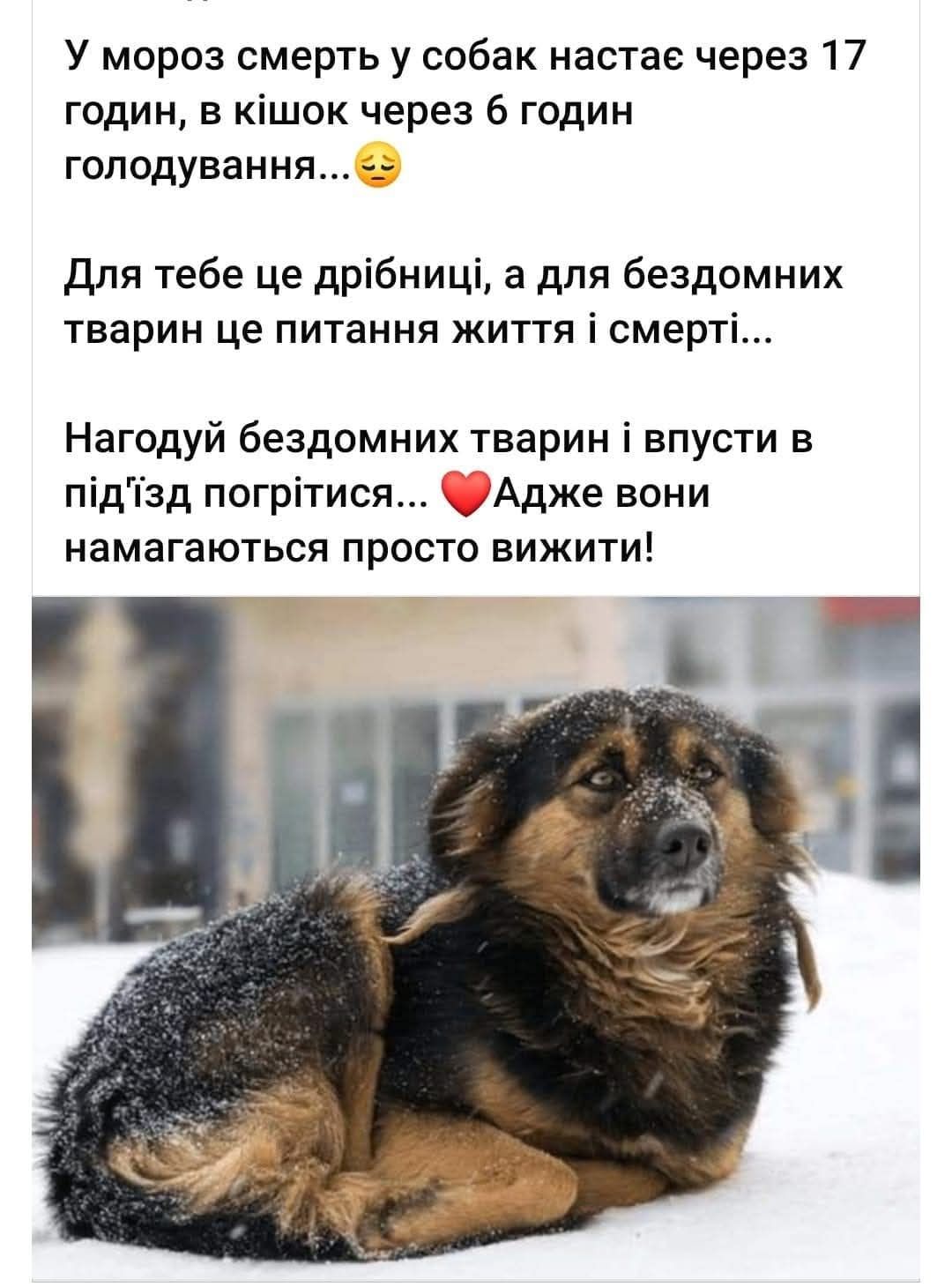 Собачка в добрі ручки