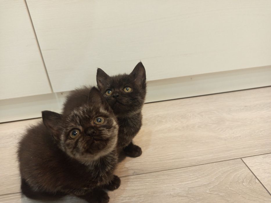 Дві гарні кішечки шукають люблячу родину