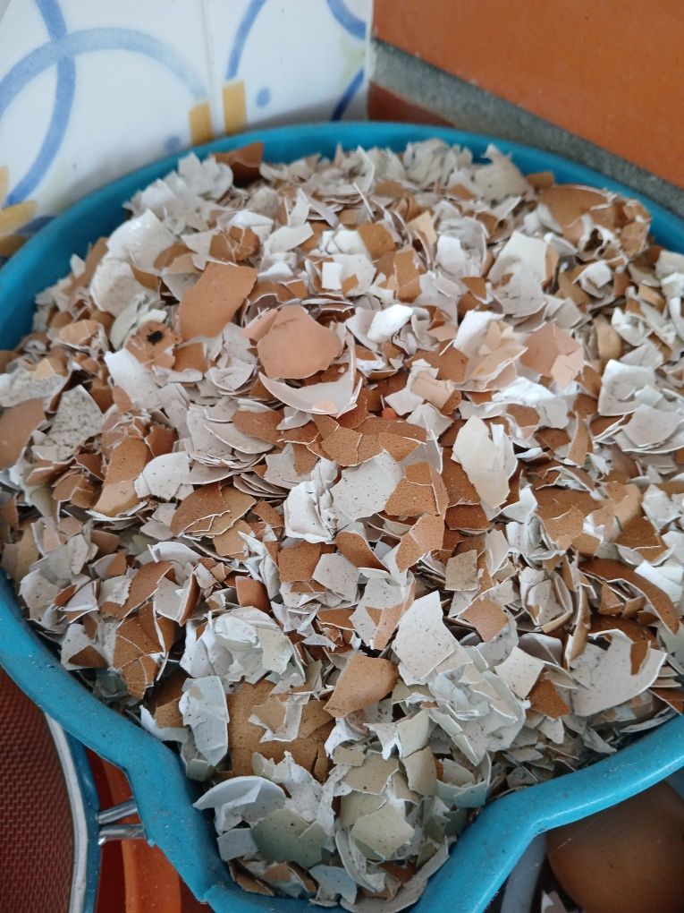 Borras de Café bem Secas - Estrume biológico - Preço do KG