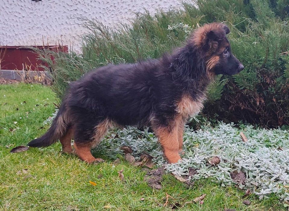 Owczarek niemiecki długowłosy FCI suczka 2 miesiące