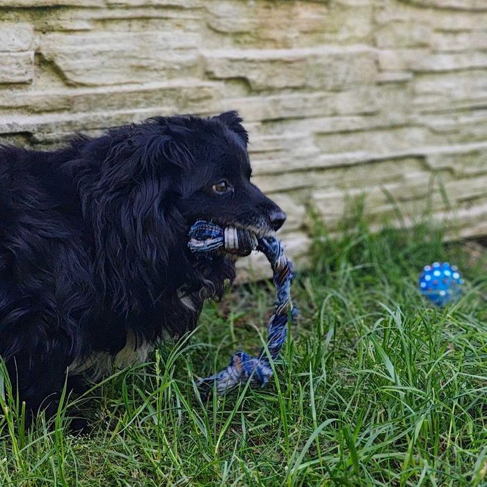 Teoś- niewielki, towarzyski pies, który utknął w schronisku!