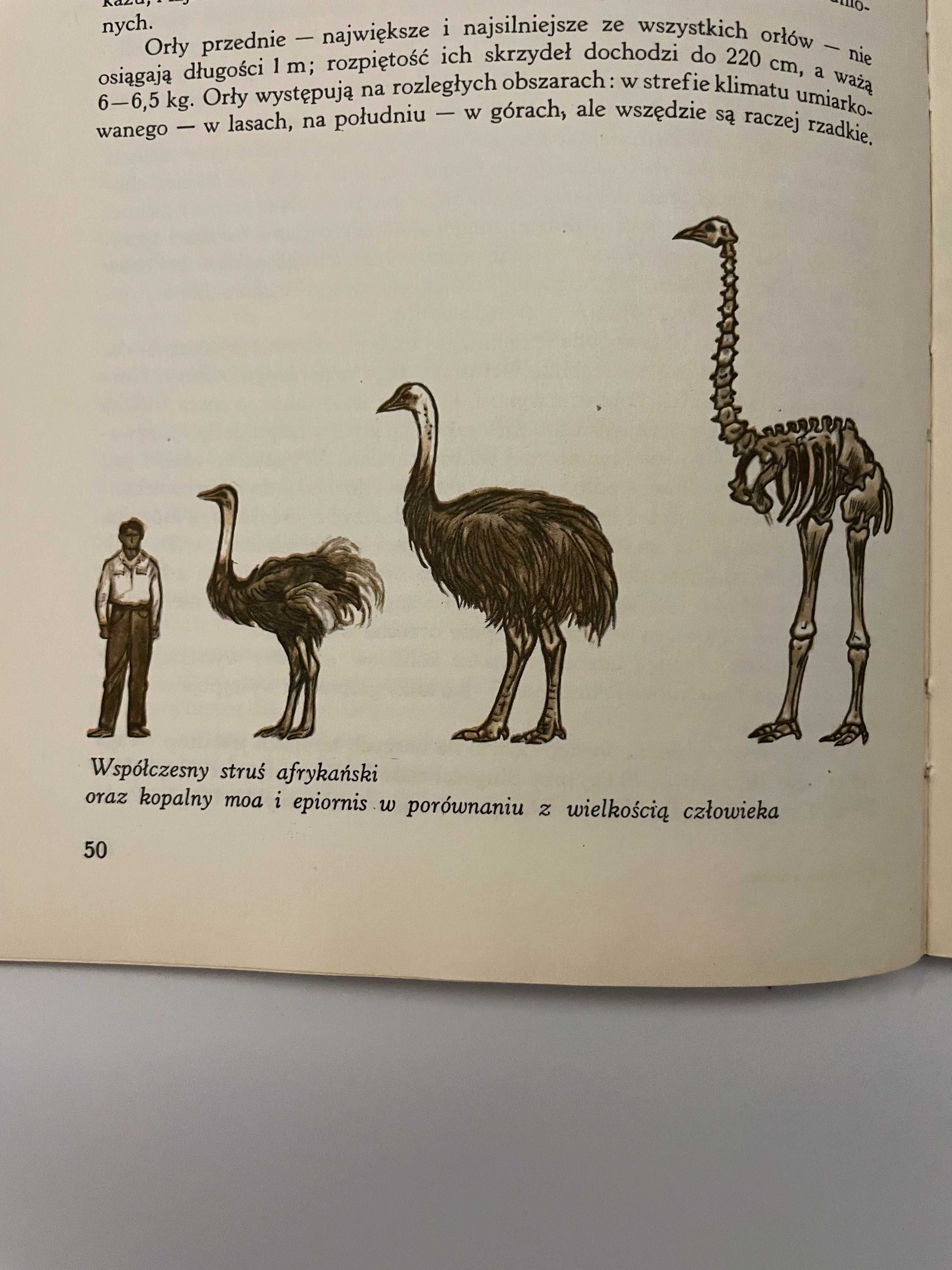„Zamujlaja zoologia” J. Zahringera klasyka dla miłośników przyrody.