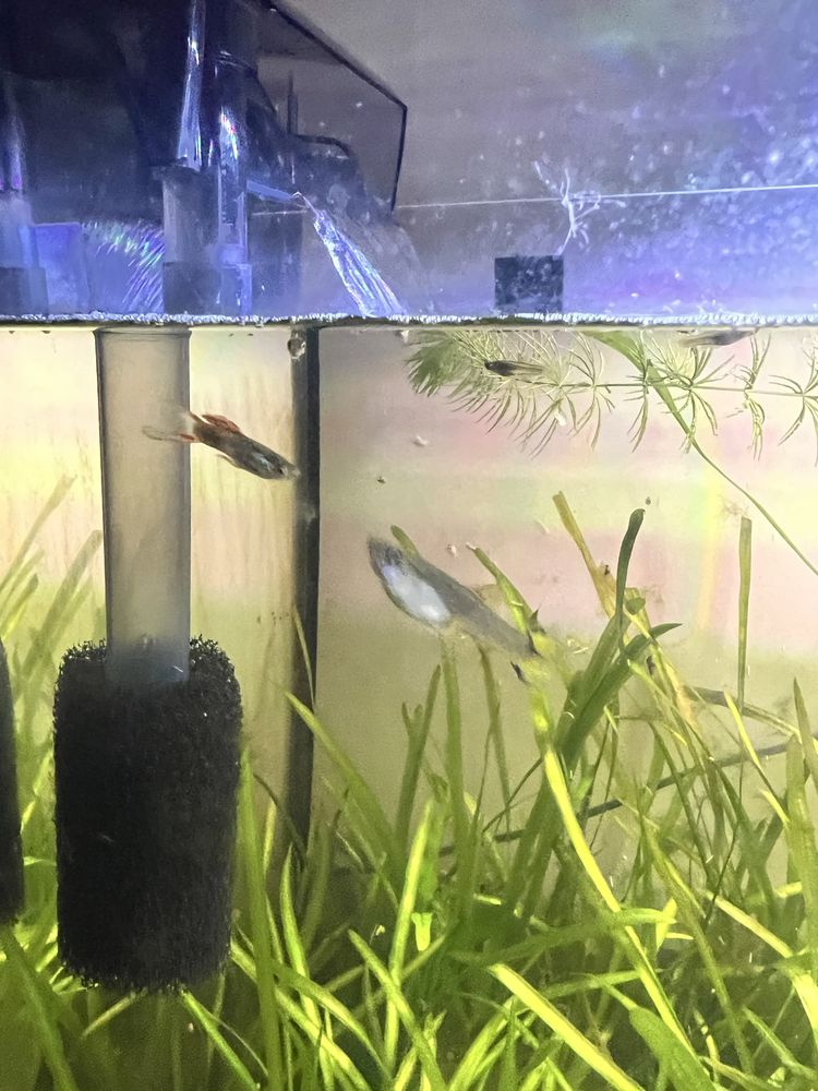 Juvenis e Alevinos de Endler/Guppy