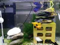 Vendo peixes Molly's