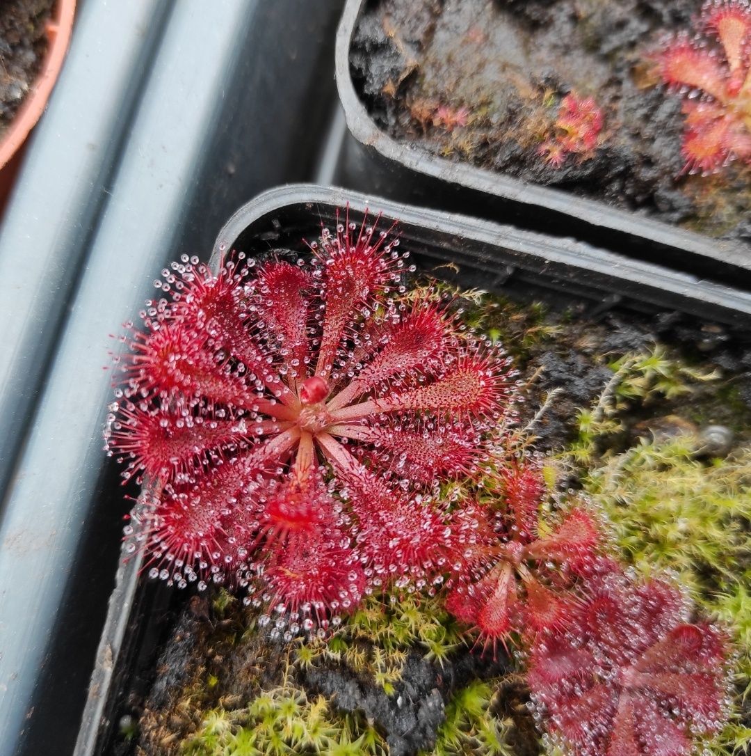 Sadzonka rosiczki Drosera spatulata rosiczka 5sztuk