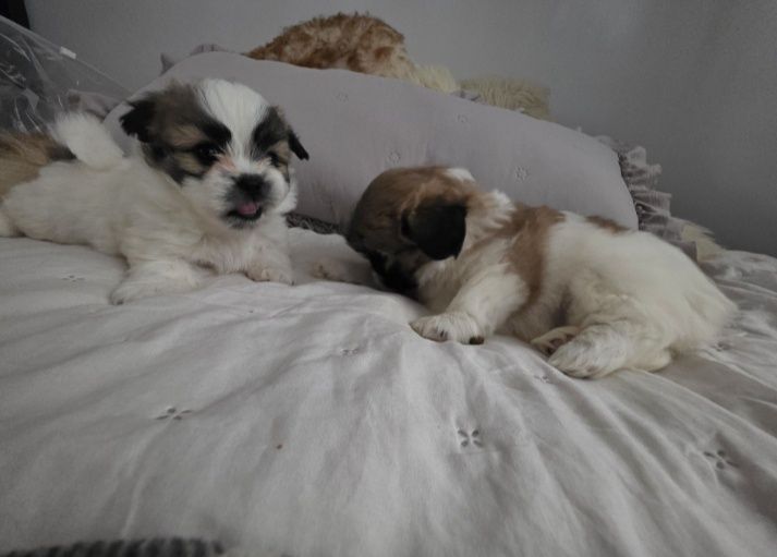 Suczka  szukaja domu shih TZU