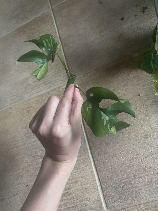 Монстера мініма варієганта/рафідофора тетрасперма