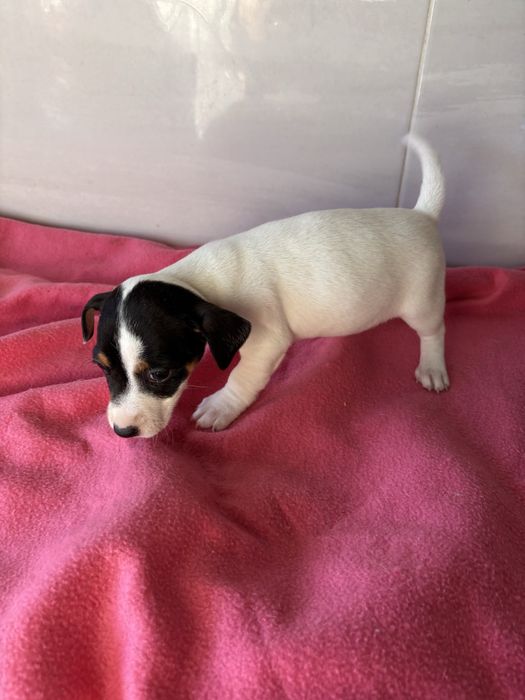 Jack rusell terrier femea