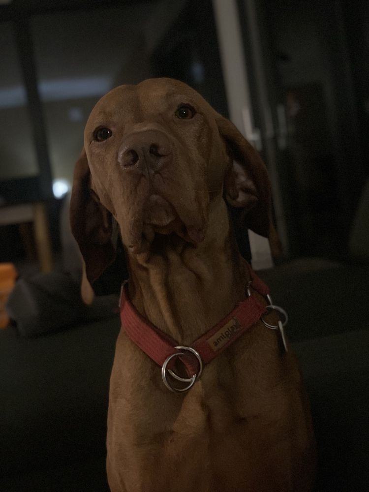 Do adopcji Wyżeł wegierski 5 lat oddam