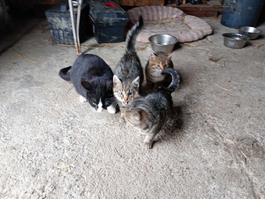 Oddam kotki w dobre rece