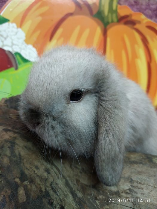 Вислоухий баран NHD