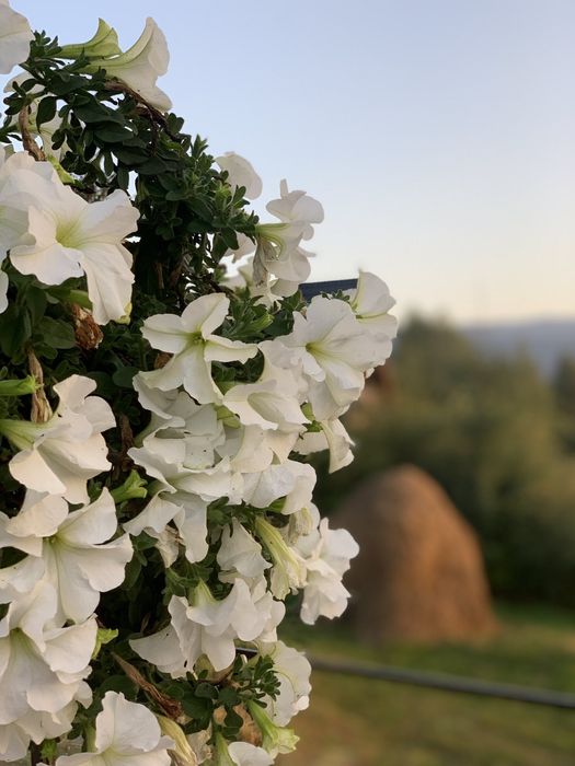 Котедж "Карпатська ідилія" Ворохта .