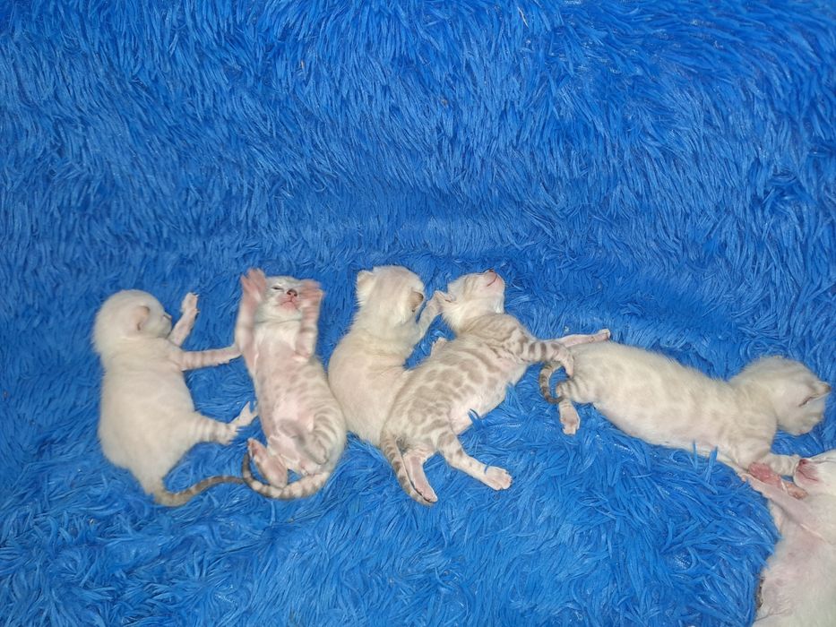 Снежные бенгальские котята кот кошка