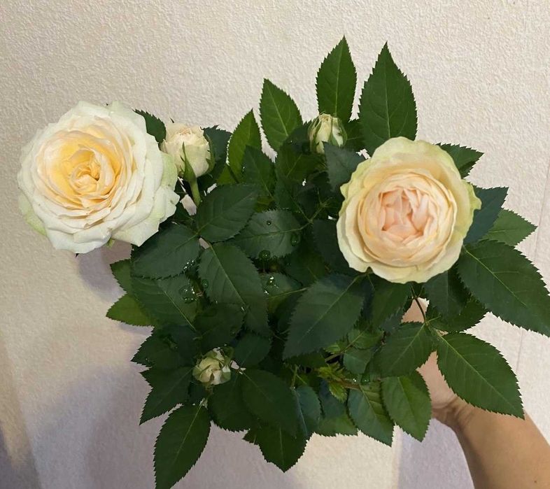 Роза комнатная. Саженцы роз