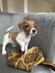 Jack Russell Terrier