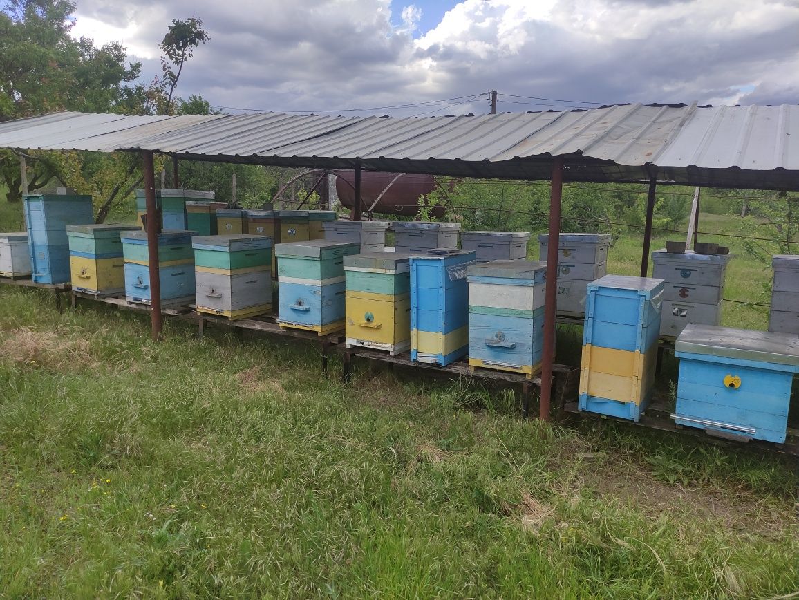 Продам бджолосім'ї , бджолопакети.