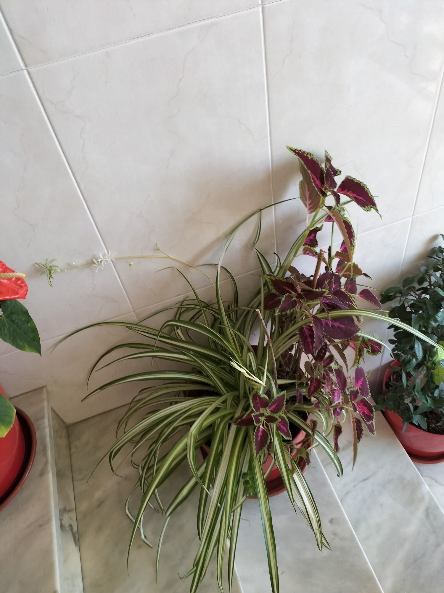 Plantas muito bonitas e viçosas