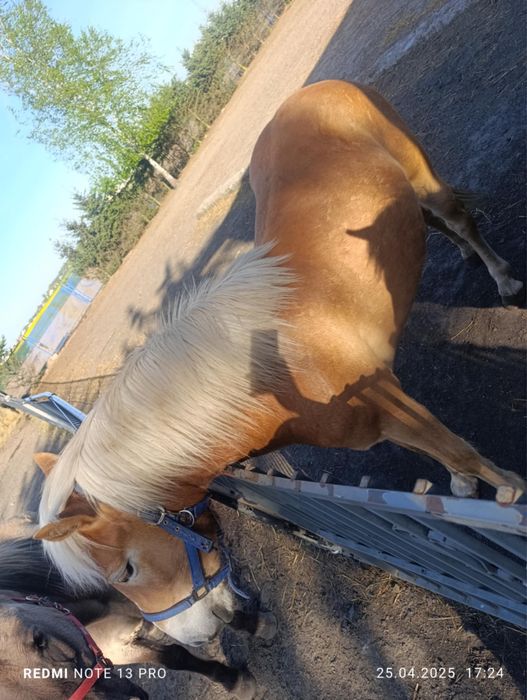 Sprzedam pięknego konia-bryczka gratis