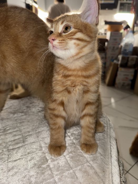 Котика курильсбкого бобтейла