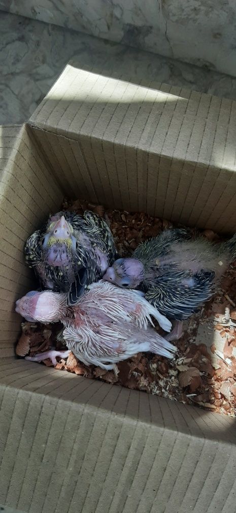 Vendo caturras bebés para acabar de criar á mão