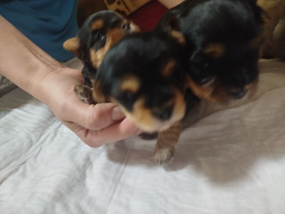 Продам щенков Йорке