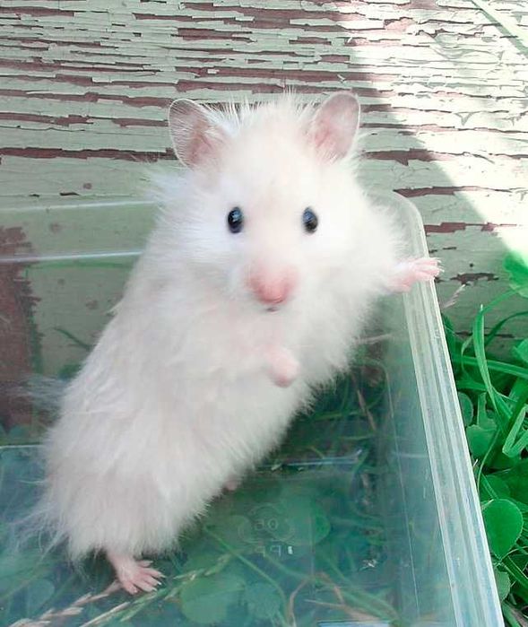 Роскошные королевские ангорские хомячки, белоснежного окраса, хомяки
