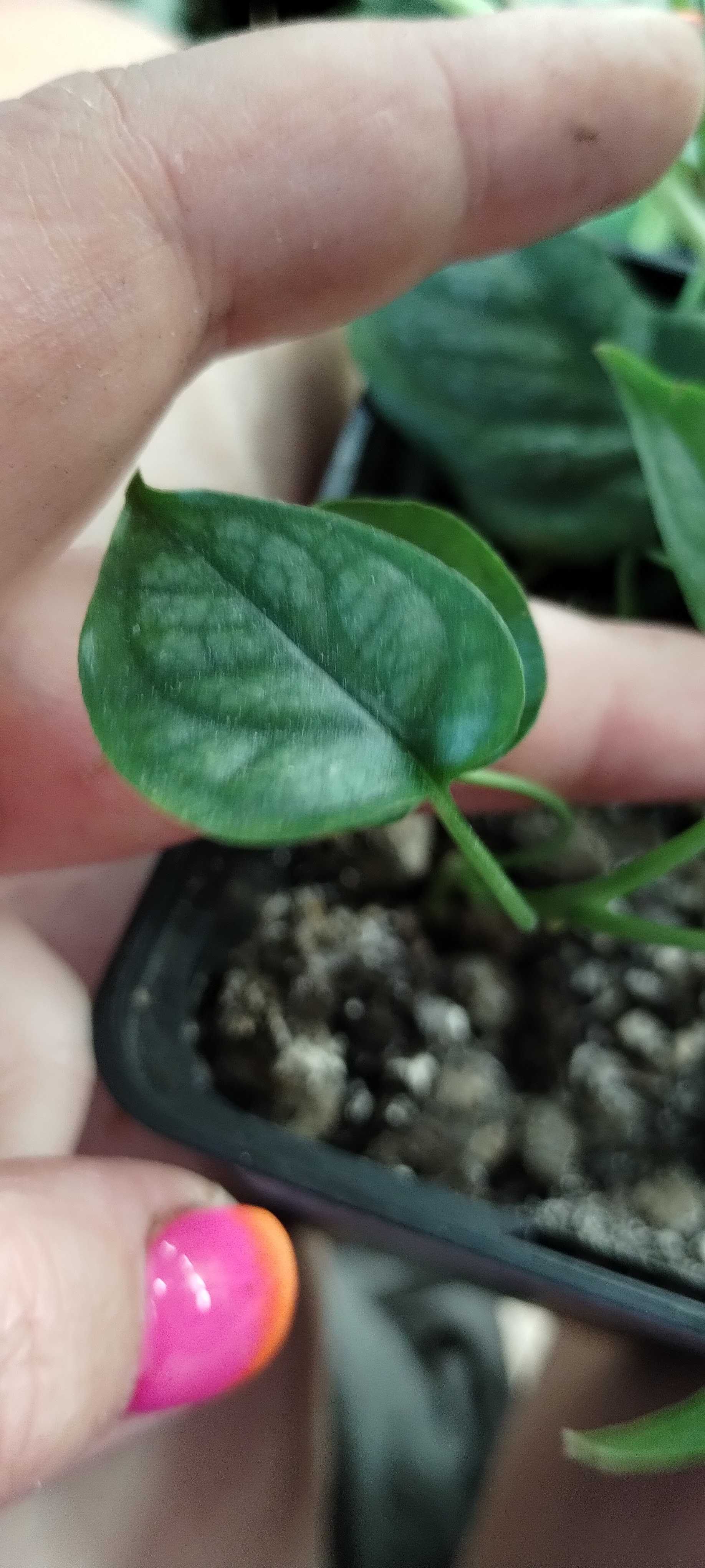 monstera siltepcana