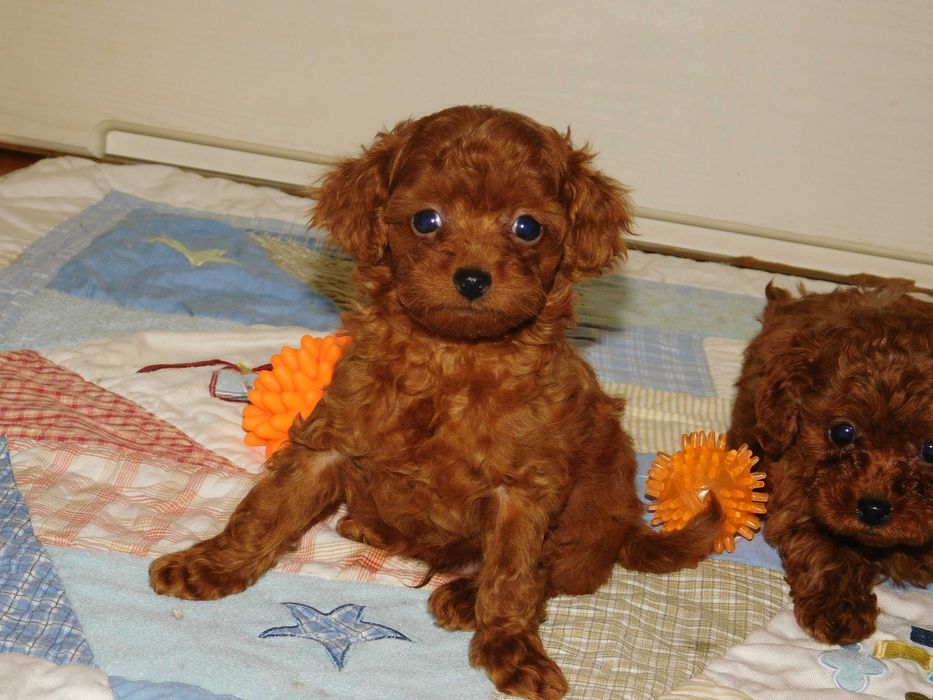 Супер міні хлопчик той пудель