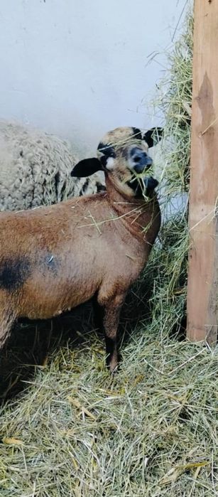 Sprzedam Owca kamaruńska