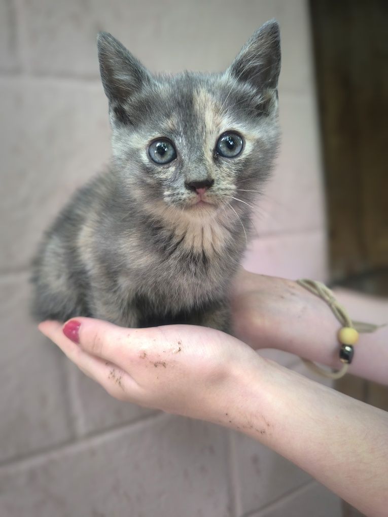Кошенятка дівчатка, котики.