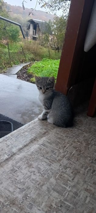 Віддамо котенят у добрі руки