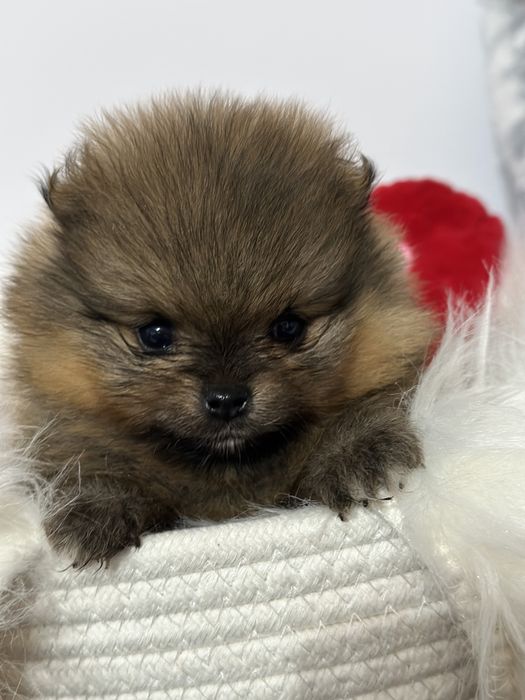 Szpic miniaturowy  Pomeranian FCI rezerwacja