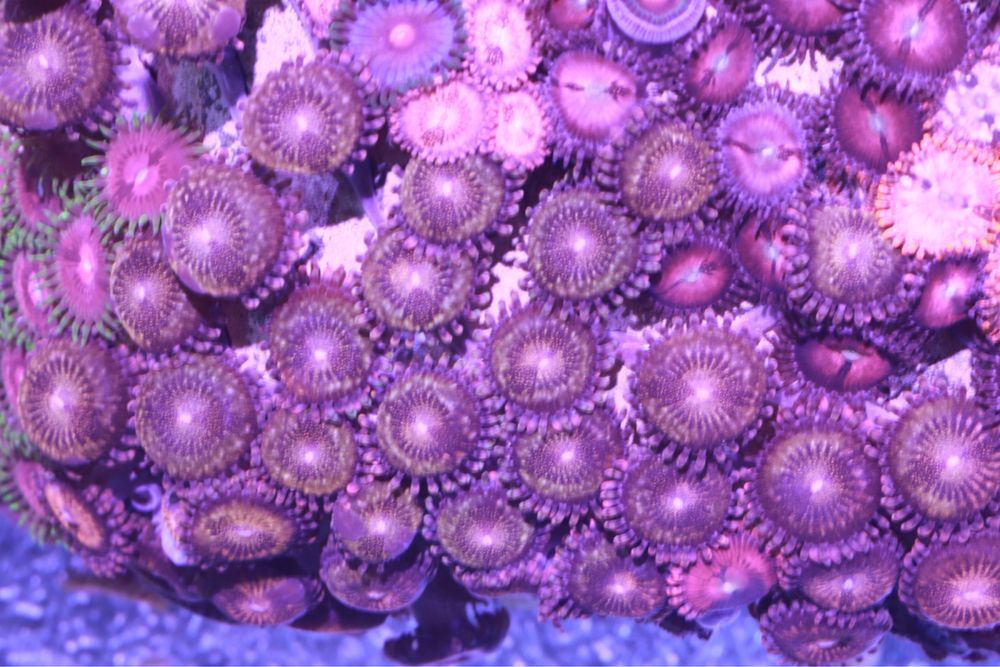 46 Zoanthus Pandora minimum 20 grzybow  WYSYŁKA FLUOLAMPS.PL