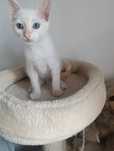 Gatinho para adoção em Viseu