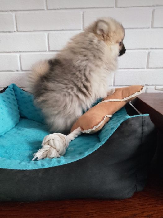 Szpic miniaturowy Pomeranian Suczka