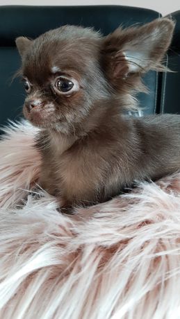 Chihuahua Czekoladowa malutkie śliczności