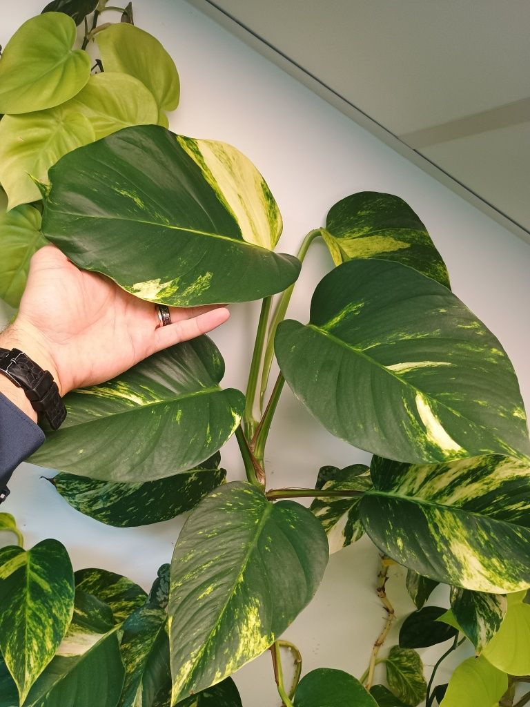 Epipremnum big form variegata monstera gog green on green marble queen