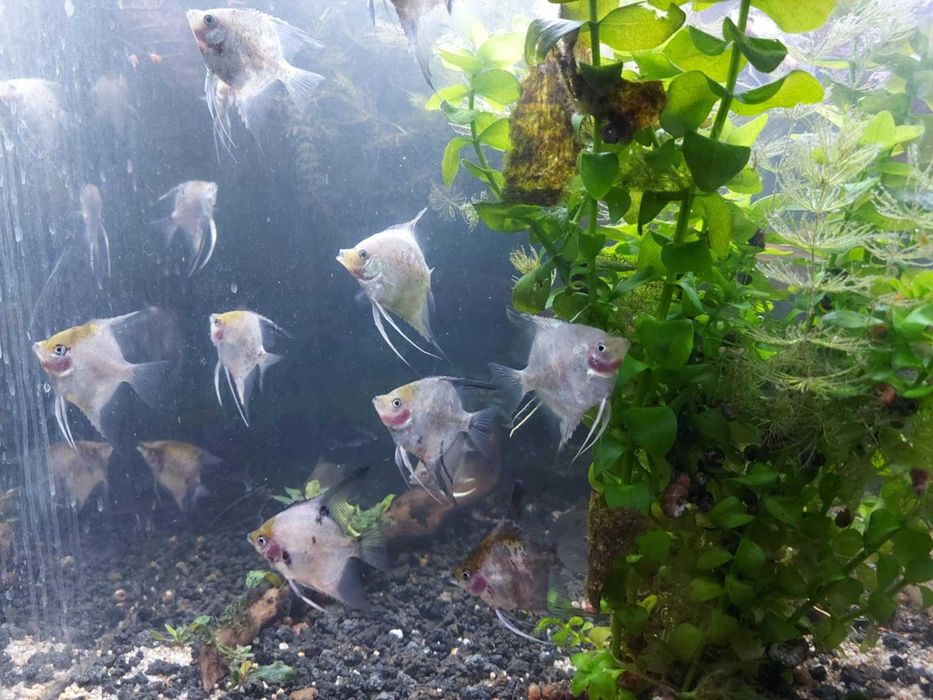 Skalar koi i blusing