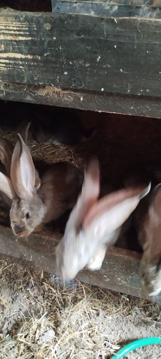 Sprzedam belgi olbrzymy