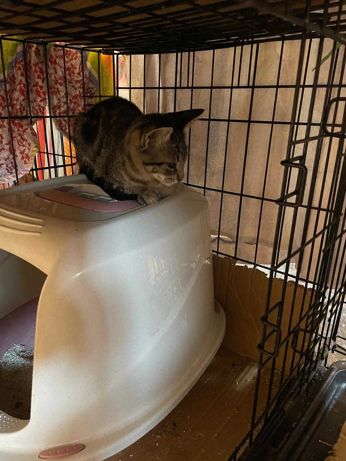 Gatinhas bebés para adoção consciente