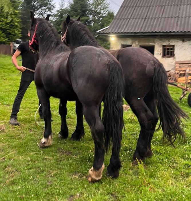 Sprzedam parę koni zimnokrwistych